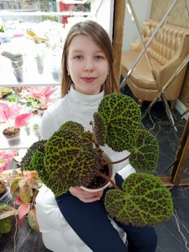 Бегония Melanobulata взрослая 28012022